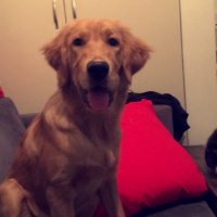 Golden Retriever, Köpek  Kizim fotoğrafı