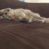 Scottish Fold, Kedi  Winnie fotoğrafı