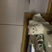 Ankara Kedisi, Kedi  zilli ve yavruları fotoğrafı