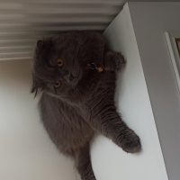 Scottish Fold, Kedi  Şila fotoğrafı