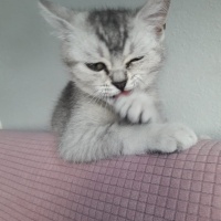 British Shorthair, Kedi  Bulut fotoğrafı