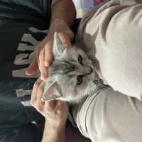 British Shorthair, Kedi  Bulut fotoğrafı