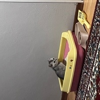 British Shorthair, Kedi  Bulut fotoğrafı
