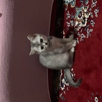 British Shorthair, Kedi  Bulut fotoğrafı