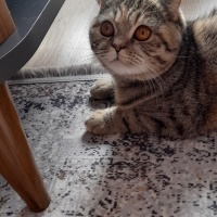 Scottish Fold, Kedi  Mia fotoğrafı