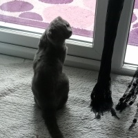 British Shorthair, Kedi  Şanslı fotoğrafı