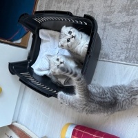 British Shorthair, Kedi  Luna fotoğrafı
