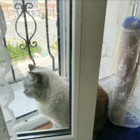 British Shorthair, Kedi  Latte fotoğrafı