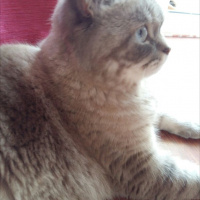 British Shorthair, Kedi  Latte fotoğrafı
