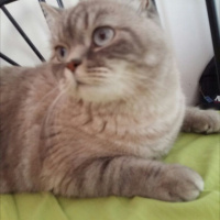 British Shorthair, Kedi  Latte fotoğrafı