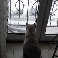 British Shorthair, Kedi  Latte fotoğrafı
