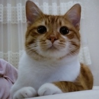 Sarman, Kedi  BOB fotoğrafı