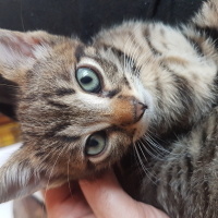 Tekir Kedi, Kedi  Miya fotoğrafı