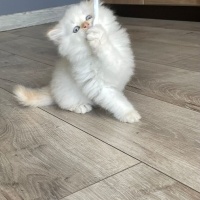 Chinchilla, Kedi  Sütlü fotoğrafı