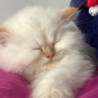 Chinchilla, Kedi  Sütlü fotoğrafı