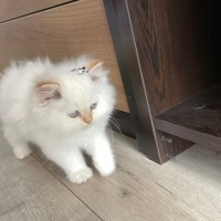 Chinchilla, Kedi  Sütlü fotoğrafı