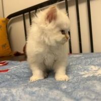 Chinchilla, Kedi  Sütlü fotoğrafı