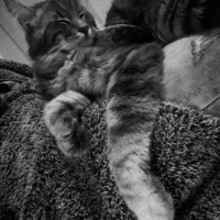 Maine Coon, Kedi  Kaşmir fotoğrafı