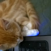 Tekir Kedi, Kedi  pamuk fotoğrafı