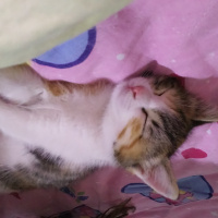 Tekir Kedi, Kedi  SİPSİ fotoğrafı