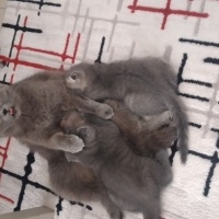 Scottish Fold, Kedi  Lukas fotoğrafı