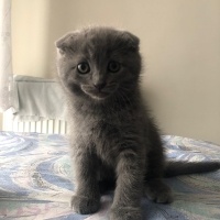 Scottish Fold, Kedi  Lukas fotoğrafı