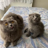 Scottish Fold, Kedi  Lukas fotoğrafı