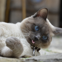 Siyam Kedisi, Kedi  KAHVE fotoğrafı