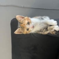 Tekir Kedi, Kedi  Güllü fotoğrafı