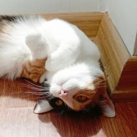 Tekir Kedi, Kedi  Mia fotoğrafı