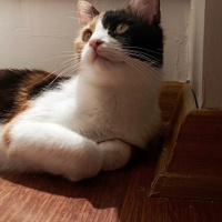 Tekir Kedi, Kedi  Mia fotoğrafı