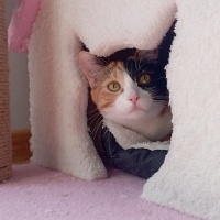 Tekir Kedi, Kedi  Mia fotoğrafı