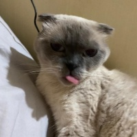Scottish Fold, Kedi  Hermes fotoğrafı
