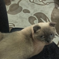 Scottish Fold, Kedi  Hermes fotoğrafı