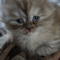 British Shorthair, Kedi  Yavru Kedilerimi Sahiplendiriyorum fotoğrafı