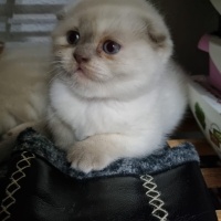 British Shorthair, Kedi  Yavru Kedilerimi Sahiplendiriyorum fotoğrafı