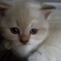 British Shorthair, Kedi  Yavru Kedilerimi Sahiplendiriyorum fotoğrafı
