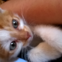 Tekir Kedi, Kedi  pussy fotoğrafı