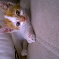 Tekir Kedi, Kedi  pussy fotoğrafı