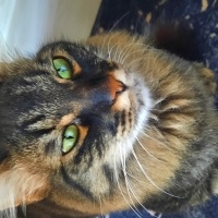 Chinchilla, Kedi  Mia fotoğrafı