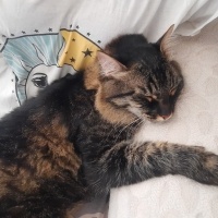 Chinchilla, Kedi  Mia fotoğrafı