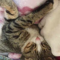 Japon Bobtail, Kedi  Pırlanta fotoğrafı
