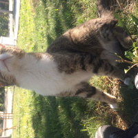 Japon Bobtail, Kedi  Pırlanta fotoğrafı
