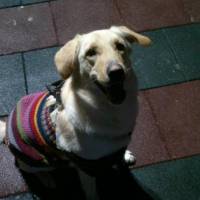 Golden Retriever, Köpek  Tütün fotoğrafı