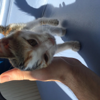 Soke, Kedi  Lexa 2 Aylik, Çorum fotoğrafı