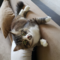 Tekir Kedi, Kedi  Azer Tontişim fotoğrafı