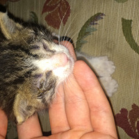 Chinchilla, Kedi  Garip fotoğrafı