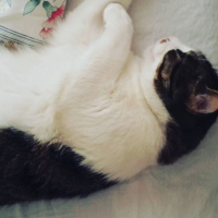 Tekir Kedi, Kedi  Bıdık  fotoğrafı
