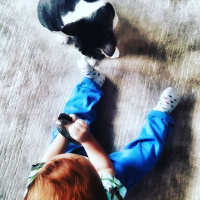 Tekir Kedi, Kedi  Bıdık  fotoğrafı