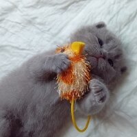 Scottish Fold, Kedi  Badem fotoğrafı